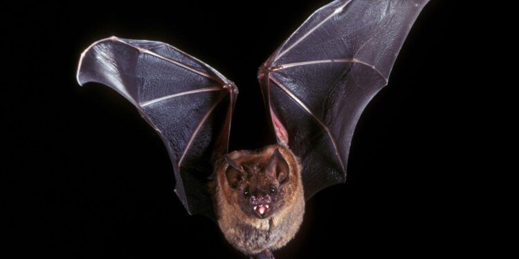Seven things Halloween and Hollywood get wrong about bats – Inside Ecology