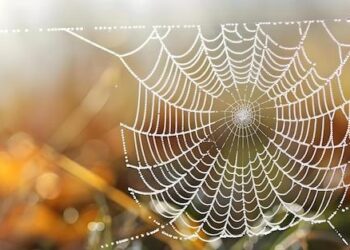 AI models refuse to shut themselves down when prompted — they might be developing a new ‘survival drive,’ study claims – Live Science