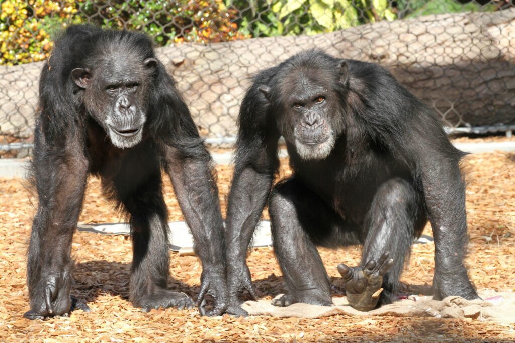 Chimps Can Revise Their Beliefs When Shown New Evidence, Study Finds – ScienceAlert