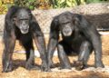 Chimps Can Revise Their Beliefs When Shown New Evidence, Study Finds – ScienceAlert