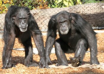 Chimps Can Revise Their Beliefs When Shown New Evidence, Study Finds – ScienceAlert