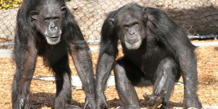 Chimps Can Revise Their Beliefs When Shown New Evidence, Study Finds – ScienceAlert