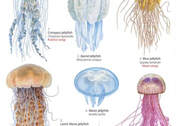 Researchers in Japan discover new jellyfish species deserving of a samurai warrior name – EurekAlert!