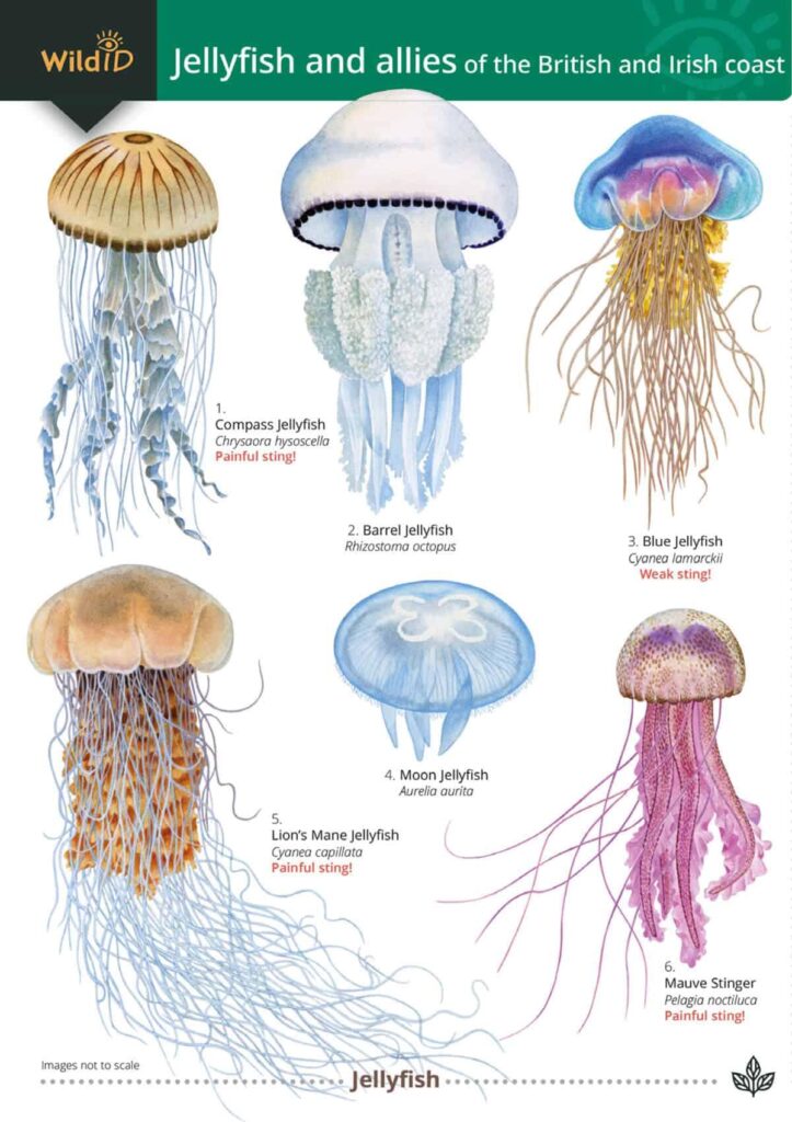 Researchers in Japan discover new jellyfish species deserving of a samurai warrior name – EurekAlert!