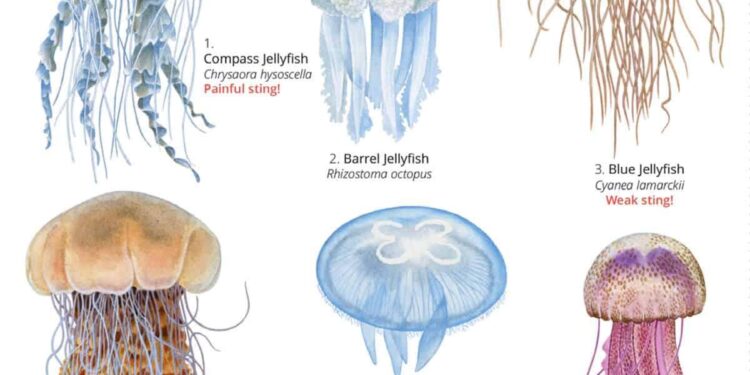 Researchers in Japan discover new jellyfish species deserving of a samurai warrior name – EurekAlert!