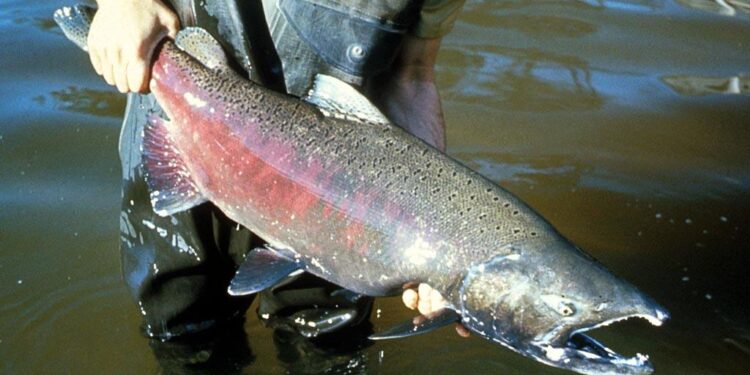 Seasonal timing of ecosystem linkage mediates life-history variation in a salmonid fish population – ESA Journals