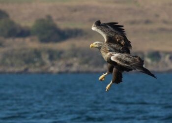 New report reveals the return of rare breeding bird species – Inside Ecology