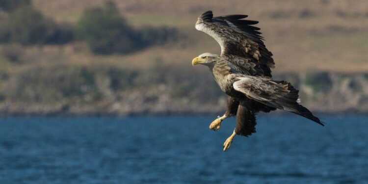 New report reveals the return of rare breeding bird species – Inside Ecology