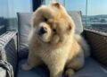 TikTok of Chow Chow Puppy’s First 6 Months Is Melting Hearts – Yahoo