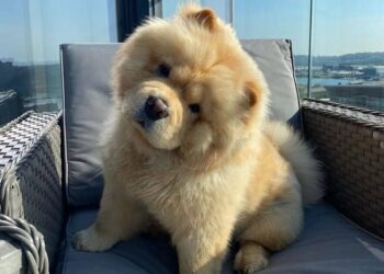 TikTok of Chow Chow Puppy’s First 6 Months Is Melting Hearts – Yahoo