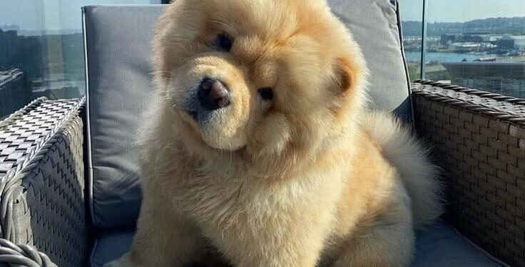 TikTok of Chow Chow Puppy’s First 6 Months Is Melting Hearts – Yahoo