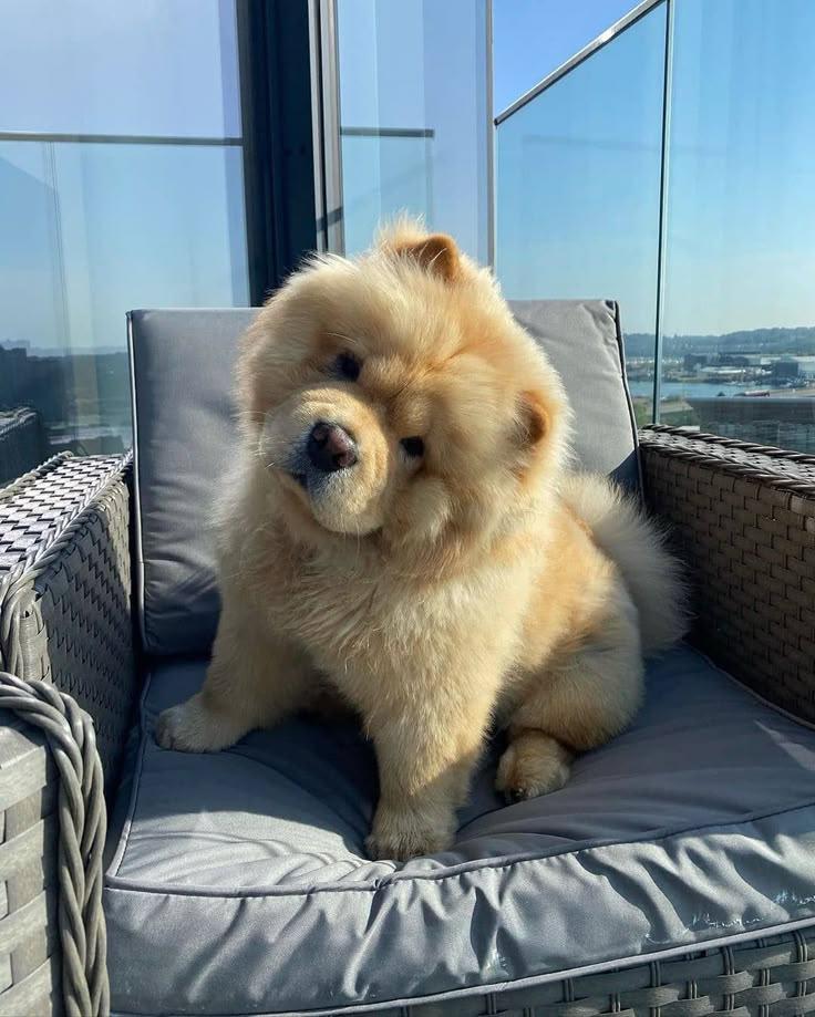 TikTok of Chow Chow Puppy’s First 6 Months Is Melting Hearts – Yahoo