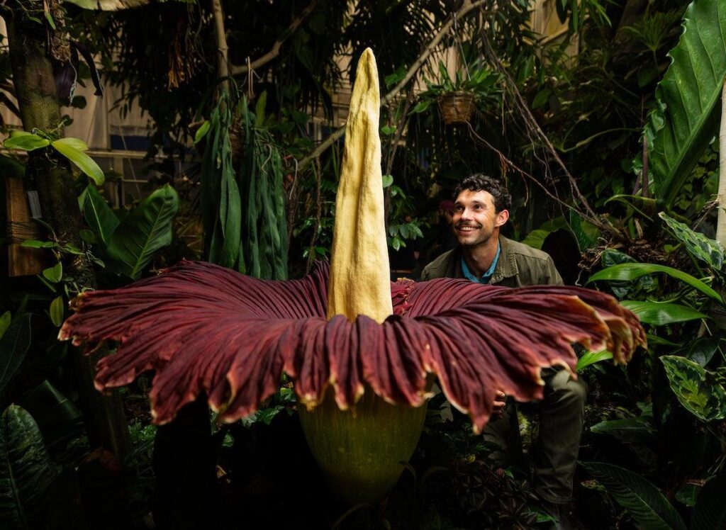 Science of the Stench: Why CSU’s corpse flower smells so foul – The Rocky Mountain Collegian