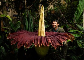 Science of the Stench: Why CSU’s corpse flower smells so foul – The Rocky Mountain Collegian