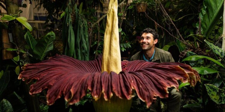 Science of the Stench: Why CSU’s corpse flower smells so foul – The Rocky Mountain Collegian