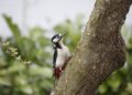 Woodpeckers grunt like tennis players – Popular Science