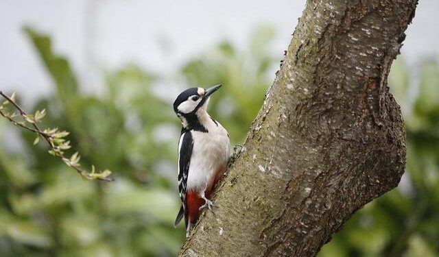 Woodpeckers grunt like tennis players – Popular Science
