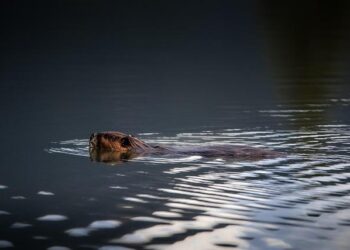 USU’s Beaver Ecology and Relocation Collaborative Works to Save Beavers From Lethal Trapping – Utah State University