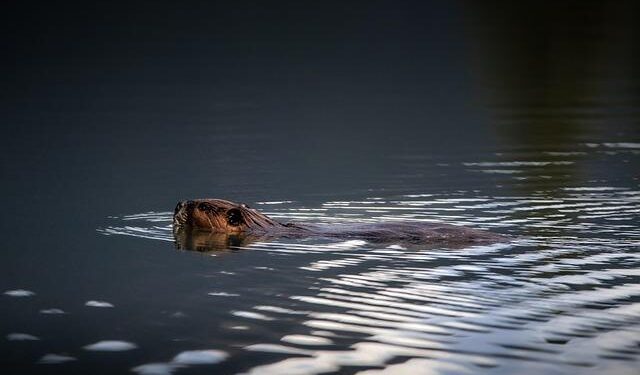 USU’s Beaver Ecology and Relocation Collaborative Works to Save Beavers From Lethal Trapping – Utah State University