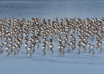 How WA helped bring Netflix’s buzzy adaptation ‘Train Dreams’ to life – Yakima Herald-Republic