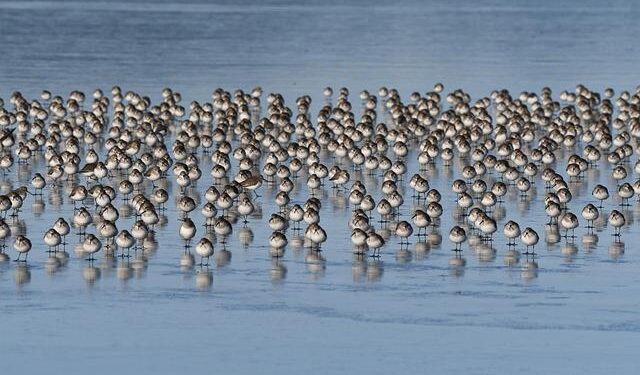 How WA helped bring Netflix’s buzzy adaptation ‘Train Dreams’ to life – Yakima Herald-Republic