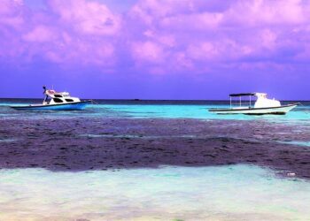 Tackling coral health from a new angle – University of Miami News