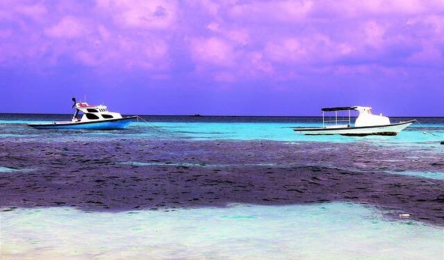 Tackling coral health from a new angle – University of Miami News