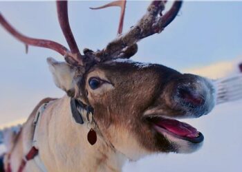 Sami Valimaki makes birdie on No. 18 at World Wide Technology – PGA Tour