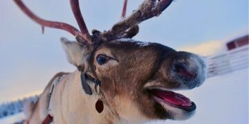 Sami Valimaki makes birdie on No. 18 at World Wide Technology – PGA Tour