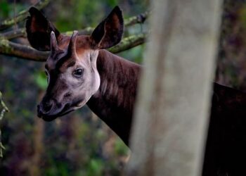 The Surprising Reason Why Giraffes Have Such Very Long Legs – ScienceAlert
