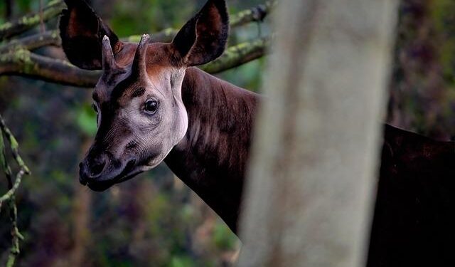 The Surprising Reason Why Giraffes Have Such Very Long Legs – ScienceAlert
