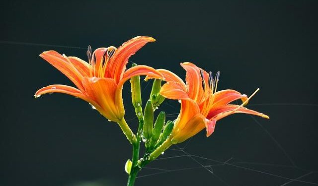 World’s biggest spiderweb discovered inside ‘Sulfur Cave’ with 111,000 arachnids living in pitch black – Live Science