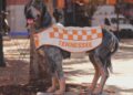 Smokey X, beloved retired Vols mascot, ‘doing well’ amid health challenges – WVLT