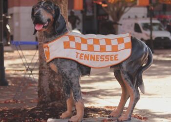 Smokey X, beloved retired Vols mascot, ‘doing well’ amid health challenges – WVLT