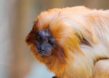 Die My Love to Rosalía’s Lux: your complete entertainment guide to the week ahead – The Guardian