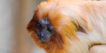 Die My Love to Rosalía’s Lux: your complete entertainment guide to the week ahead – The Guardian