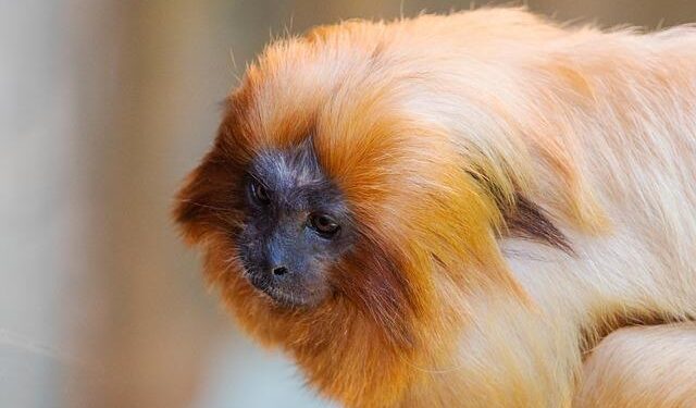 Die My Love to Rosalía’s Lux: your complete entertainment guide to the week ahead – The Guardian