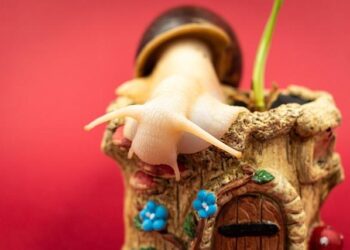 Giant African snails invade Goa, ecology under threat – Times of India