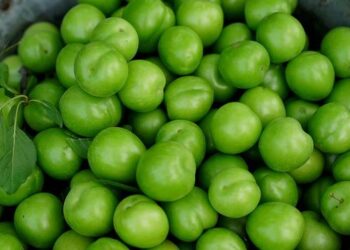 In Iraqi Kurdistan, the Deep-Seated Politics of Hopelessness – Inkstick