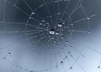 Video Massive spider web on Greece-Albania border might be world’s largest – abcnews.go.com