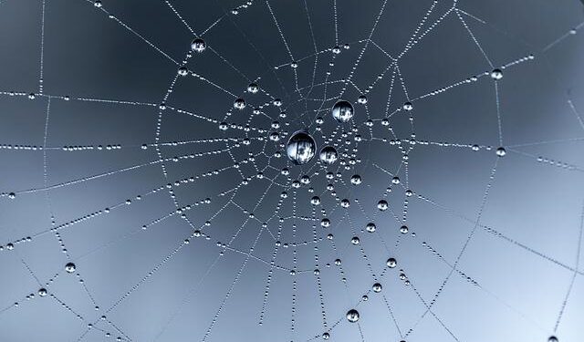 Video Massive spider web on Greece-Albania border might be world’s largest – abcnews.go.com