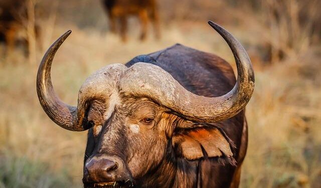 Review: Buffalo Trace Just Dropped the Best $40 High-Proof Rye Whiskey on the Market – Yahoo