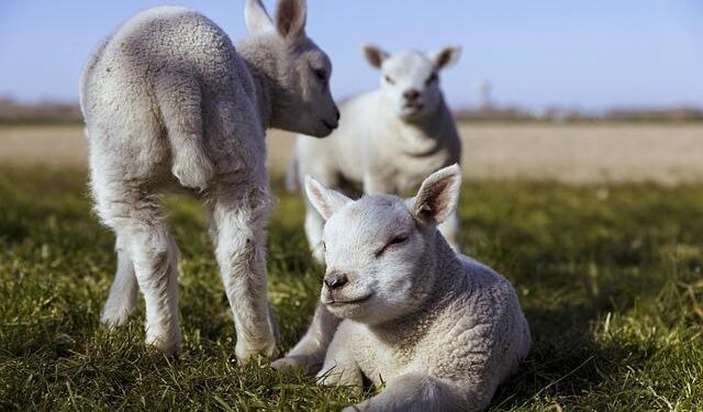 Plant traits and associated ecological data from Afromontane grasslands of Maloti-Drakensberg, South Africa – Nature