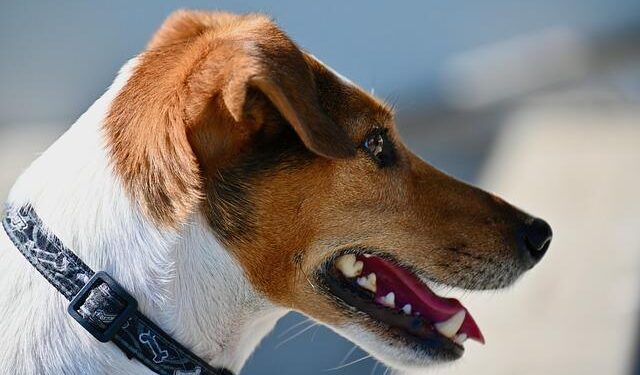Jack Schlossberg, Scion of the Kennedy Family, Gives Politics a Try – The New York Times