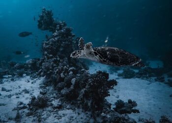 Biology, Ecology, & Evolution Seminar: marine turtles – NC State University