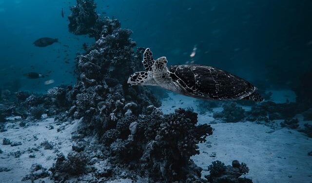 Biology, Ecology, & Evolution Seminar: marine turtles – NC State University