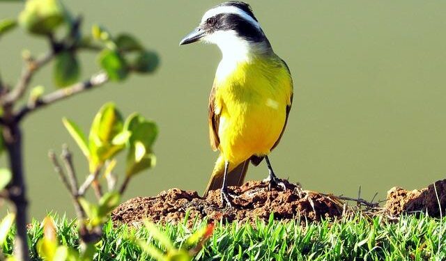 Science Hill’s Sawyer Ward (top) wrestles Montgomery Central’s Audrey Levendusky on her way to gold in the 152-pound weight class at last season’s TSSAA state tournament in Franklin. – Kingsport Times News