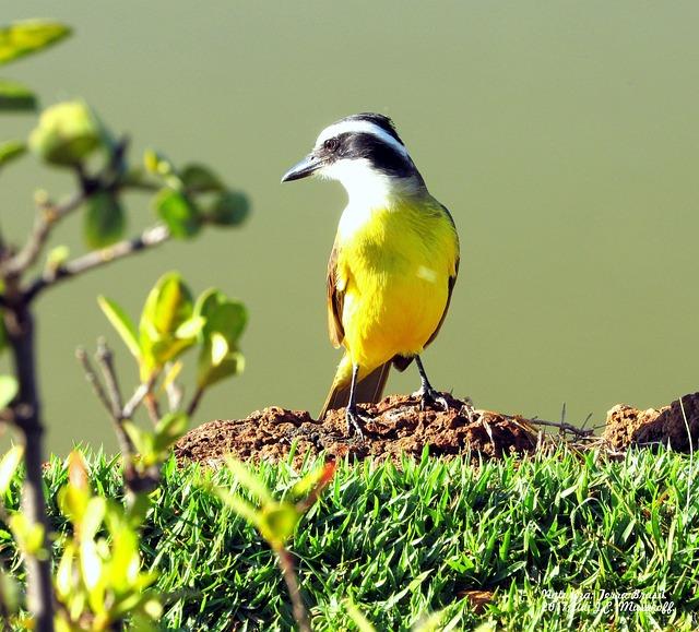 Science Hill’s Sawyer Ward (top) wrestles Montgomery Central’s Audrey Levendusky on her way to gold in the 152-pound weight class at last season’s TSSAA state tournament in Franklin. – Kingsport Times News