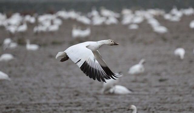 Washington forest board takes 200,000 acres out of production – Capital Press