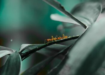 Destroying crazy ant nest structure makes them vulnerable to pathogens – EurekAlert!